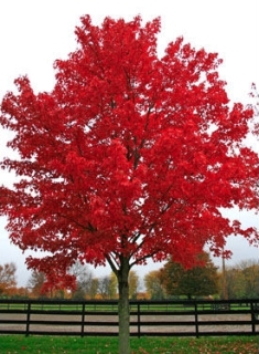 Red Maple Tree