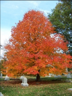Sugar Maple