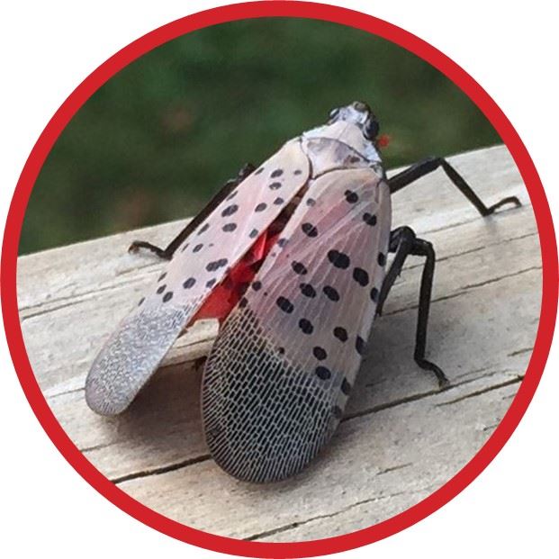 Image of Spotted Lanternfly Adult