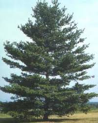  White Pine