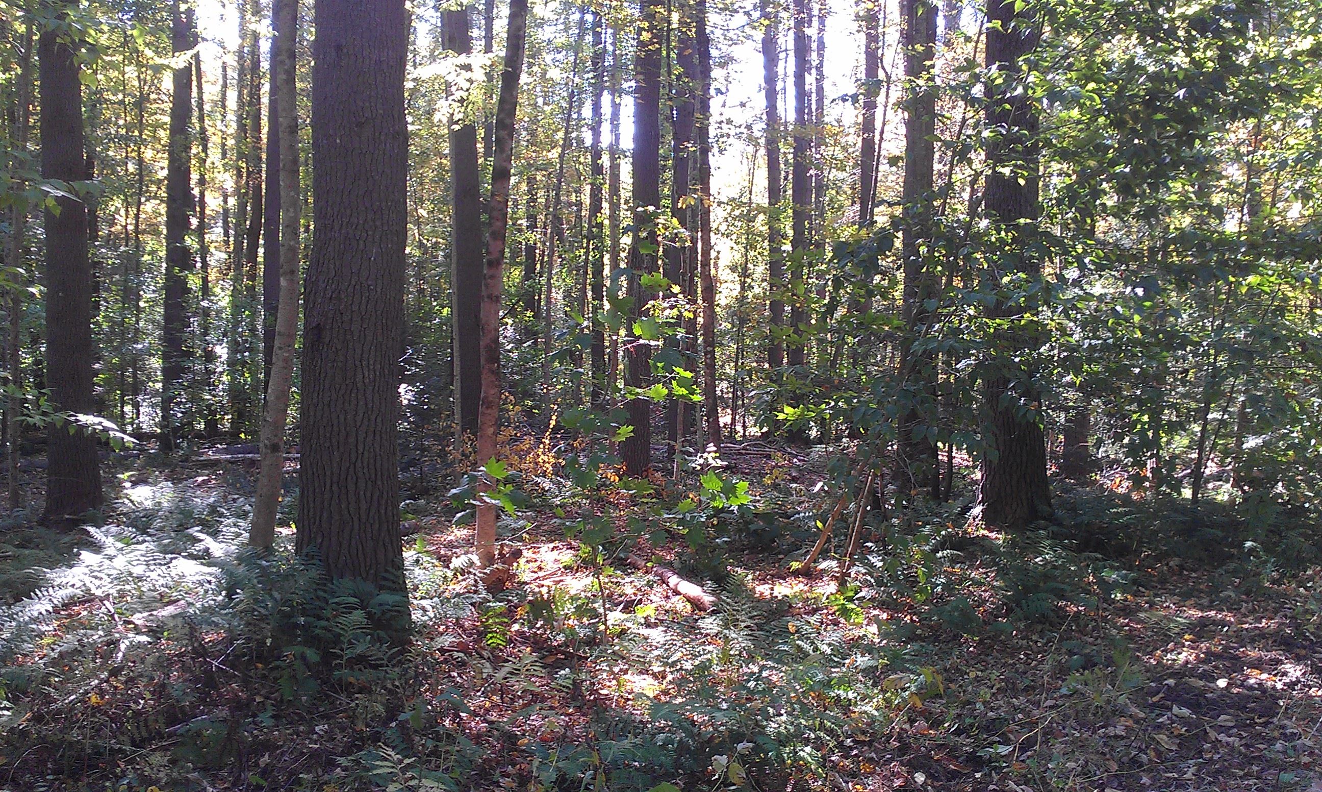 Image of white pine stand