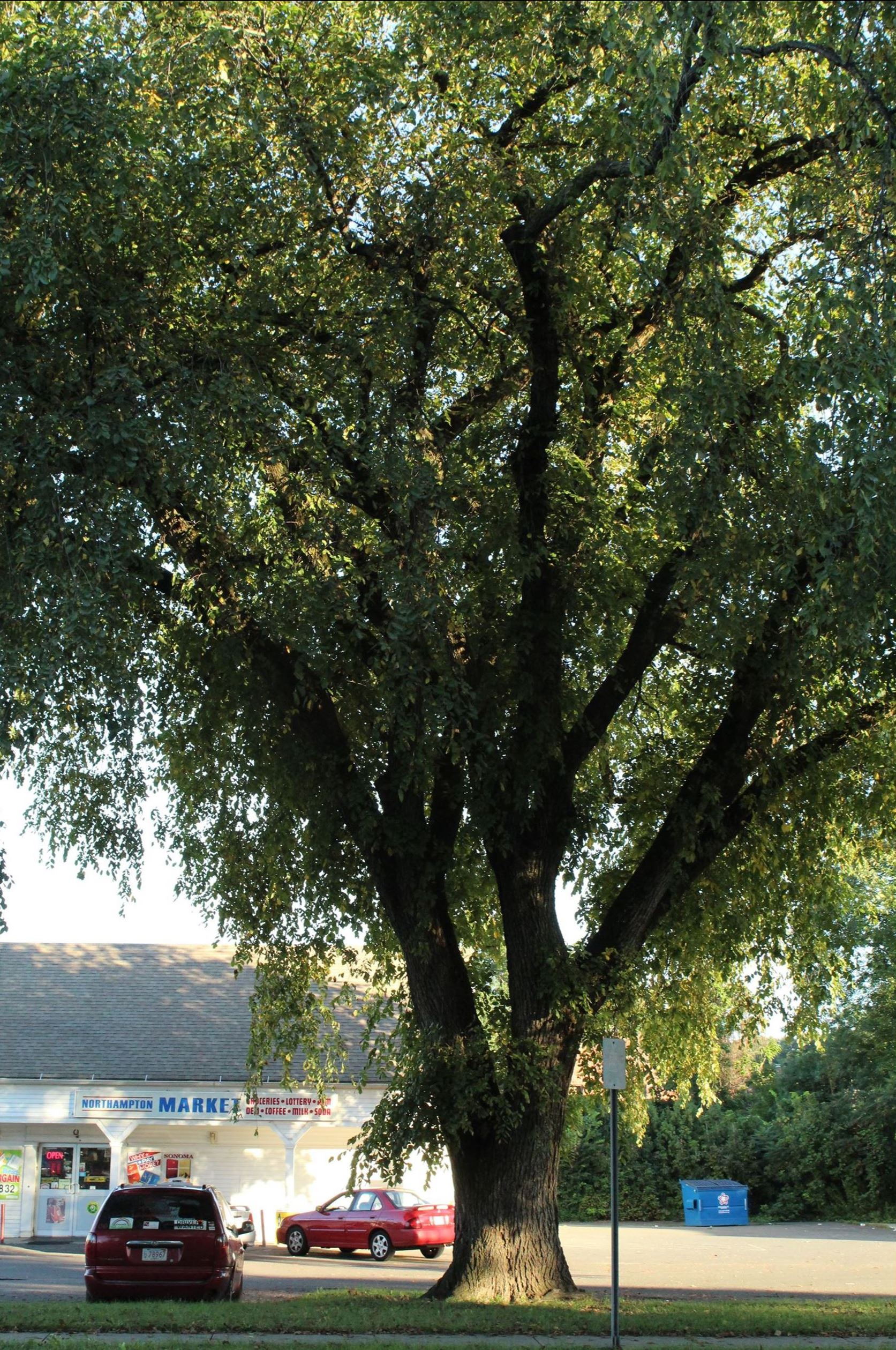 Image of American elm
