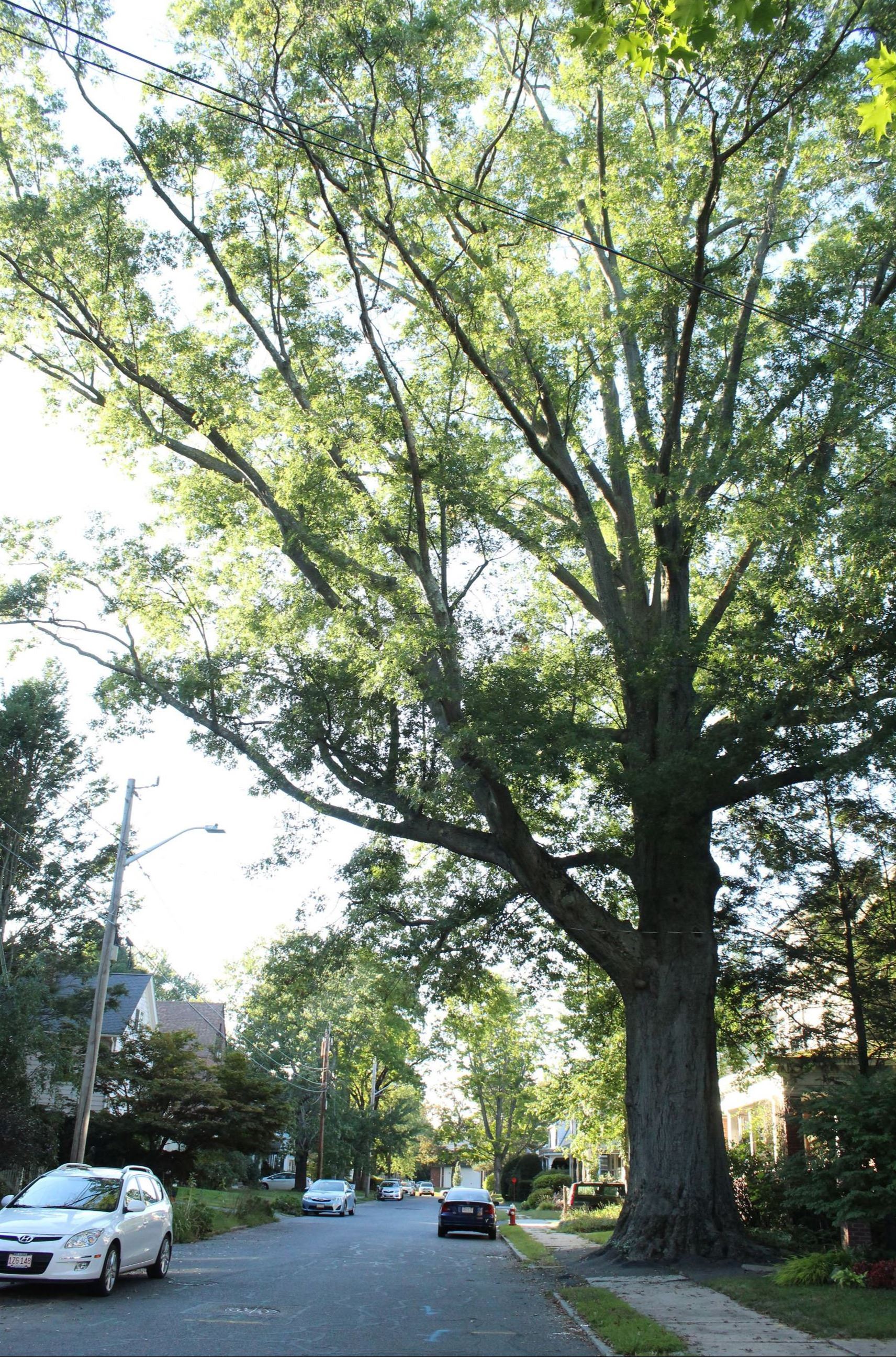 Image of pin oak