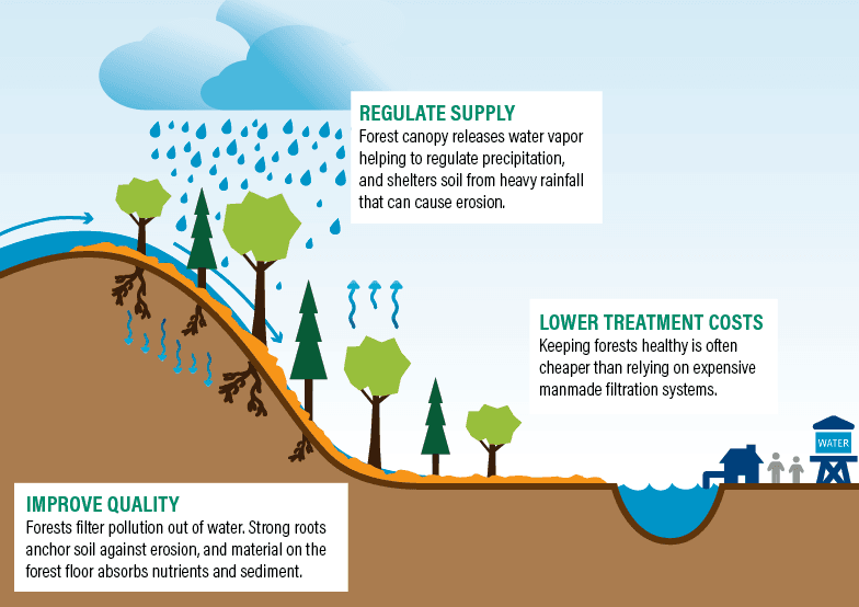 Image of healthy forests and water cycle